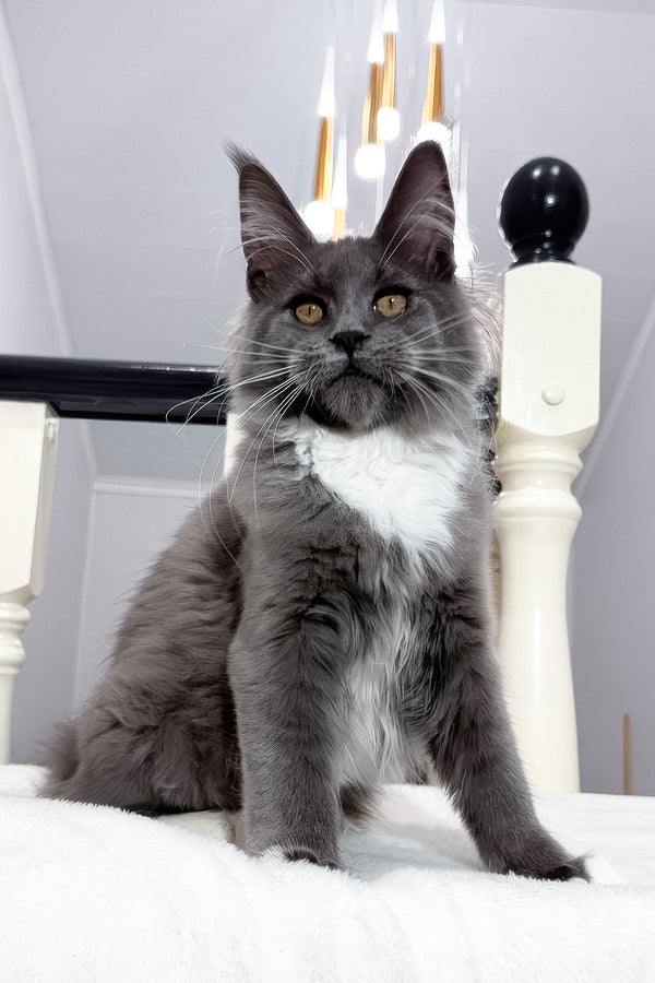 Vesna | Maine Coon Kitten