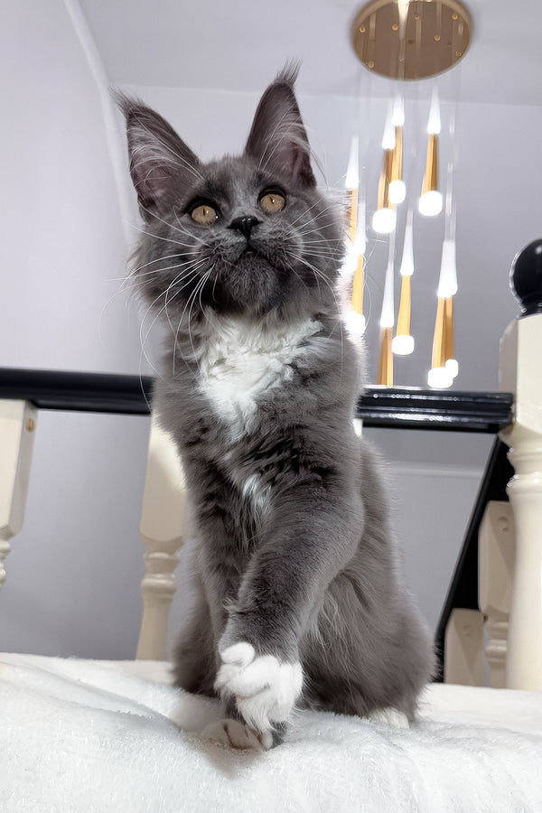 Vesna | Maine Coon Kitten
