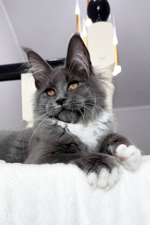 Vesna | Maine Coon Kitten