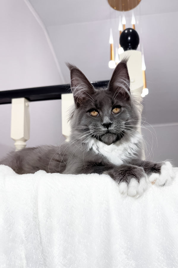 Vesna | Maine Coon Kitten