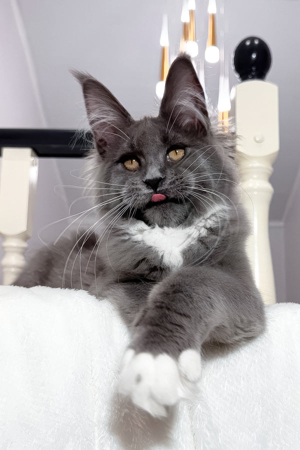 Vesna | Maine Coon Kitten