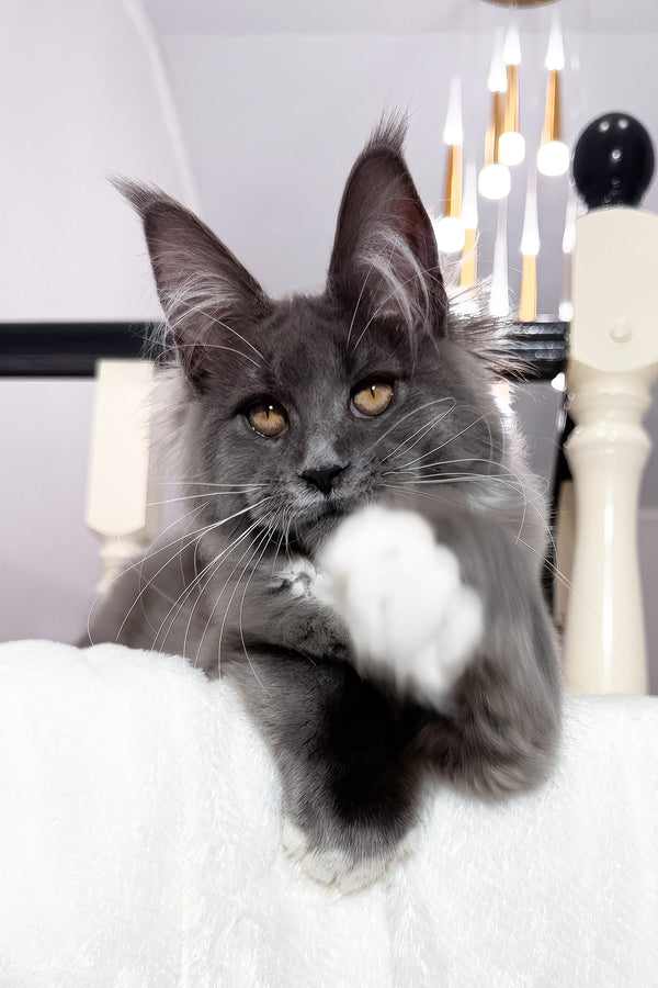 Vesna | Maine Coon Kitten