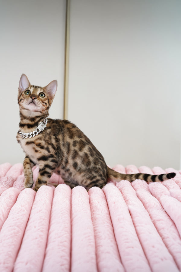 Vesper | Bengal Kitten