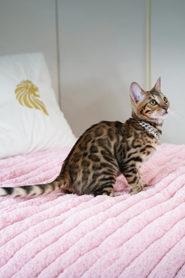 Vesper | Bengal Kitten