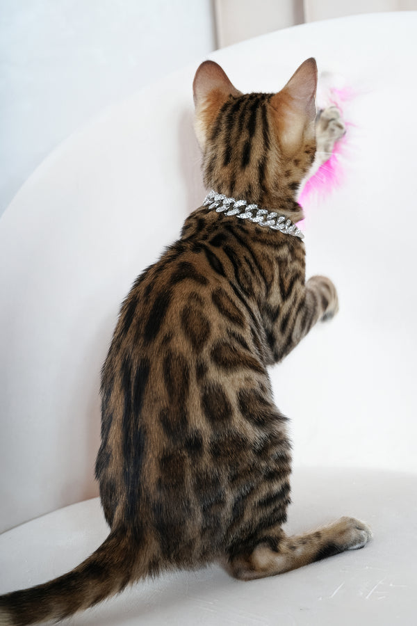Vesper | Bengal Kitten