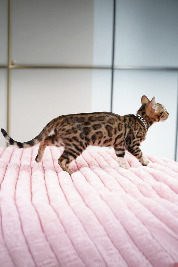 Vesper | Bengal Kitten