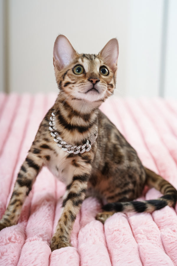 Vesper | Bengal Kitten
