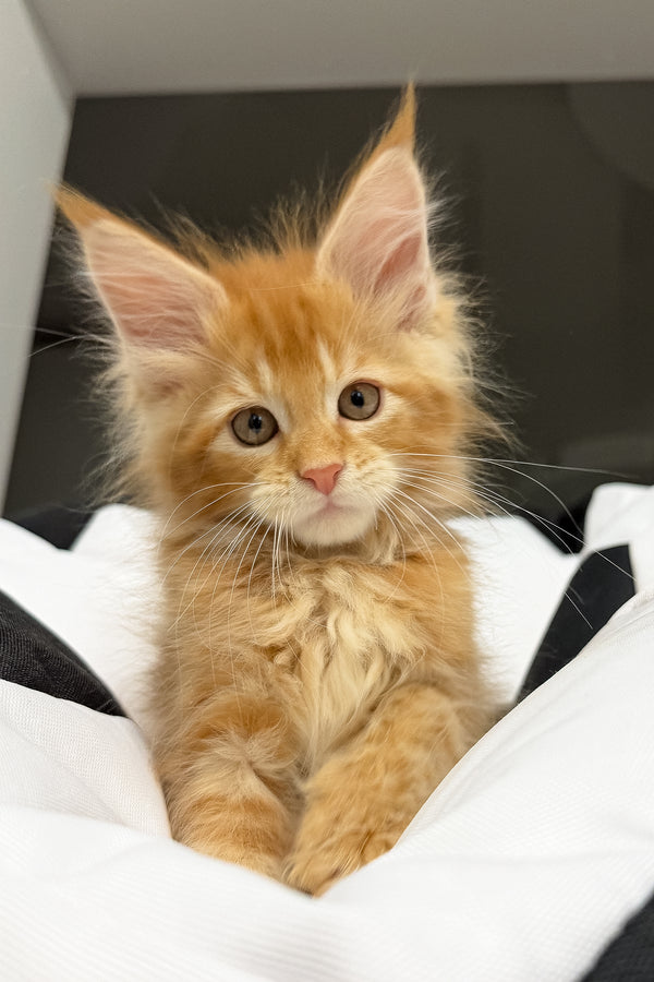 Vector | Maine Coon Kitten