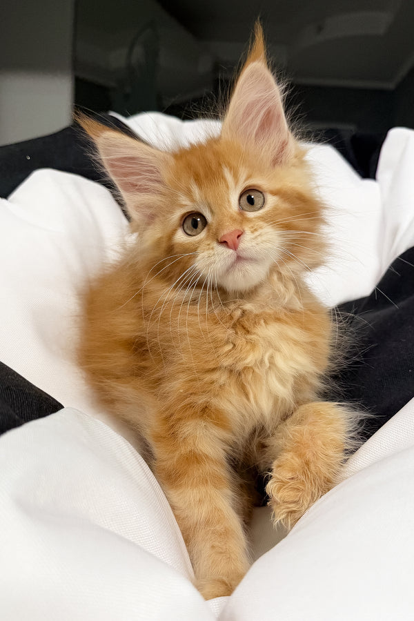 Vector | Maine Coon Kitten