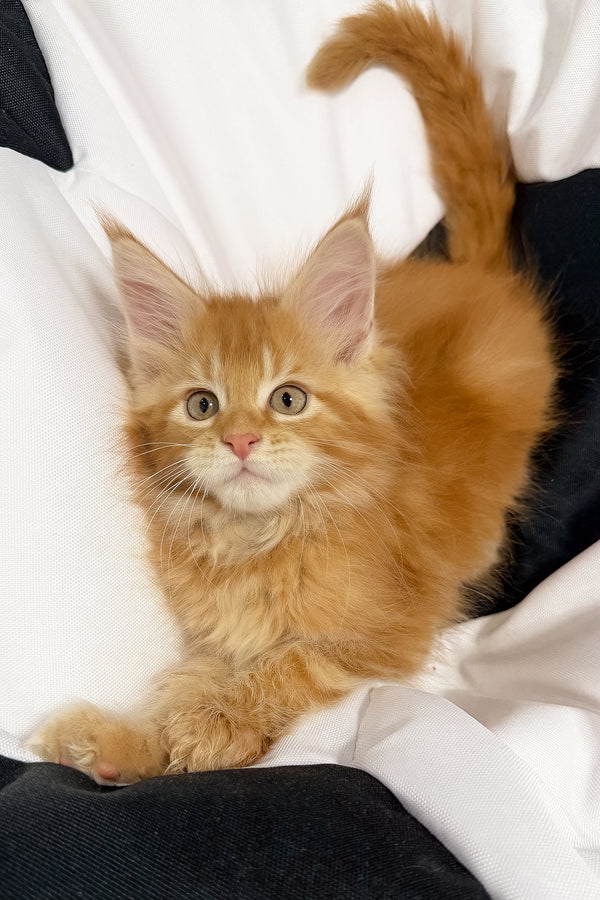 Vector | Maine Coon Kitten