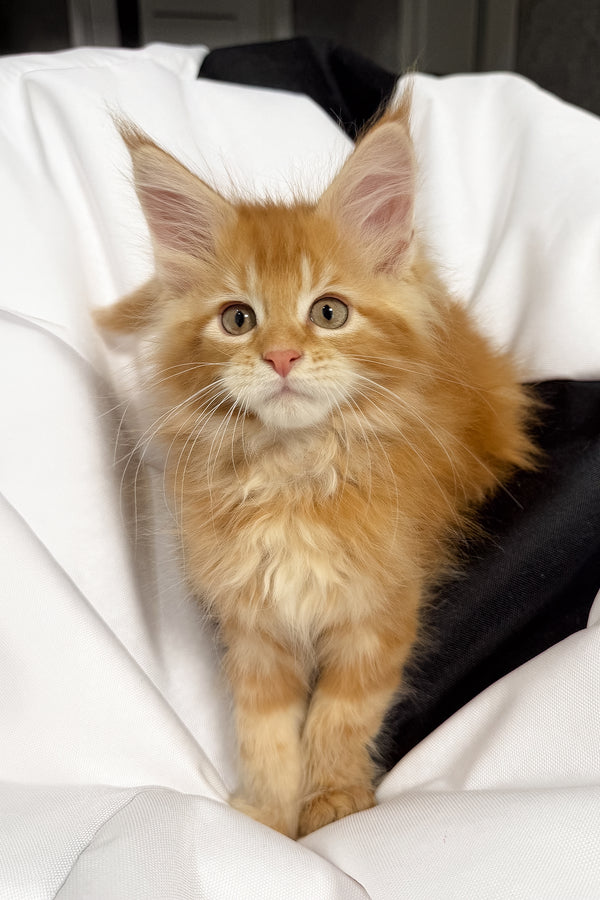 Vector | Maine Coon Kitten