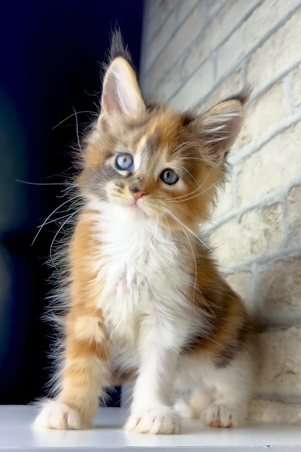Victoria | Maine Coon Kitten