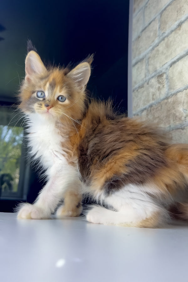 Victoria | Maine Coon Kitten