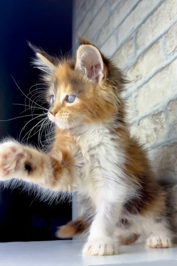 Victoria | Maine Coon Kitten