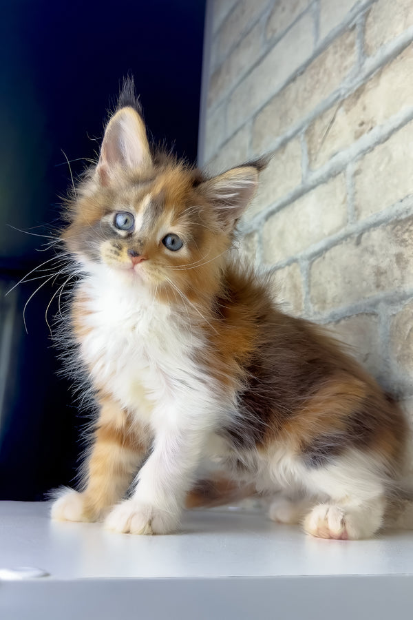 Victoria | Maine Coon Kitten