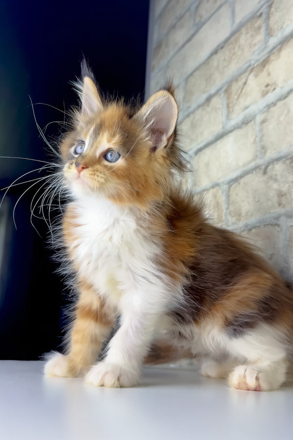 Victoria | Maine Coon Kitten