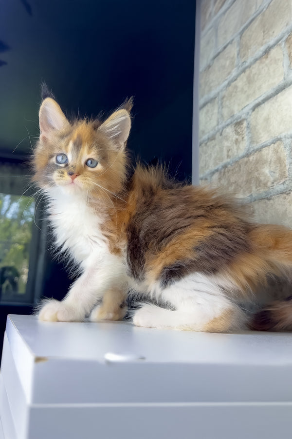 Victoria | Maine Coon Kitten