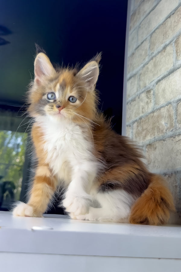 Victoria | Maine Coon Kitten