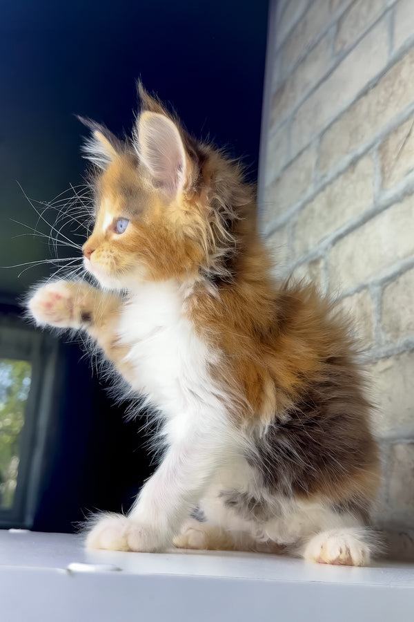Victoria | Maine Coon Kitten