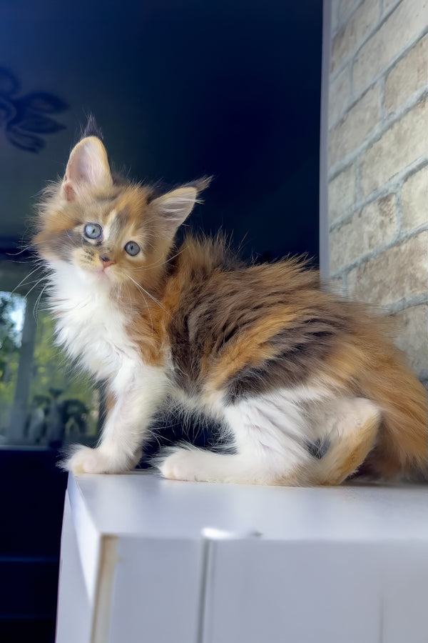 Victoria | Maine Coon Kitten