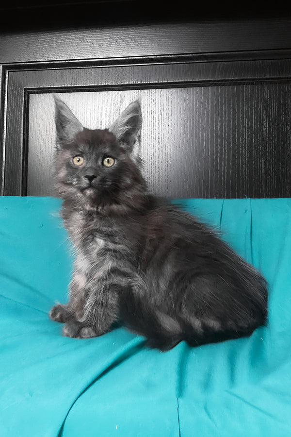 Vienna | Maine Coon Kitten