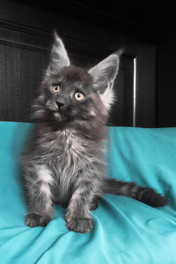 Vienna | Maine Coon Kitten