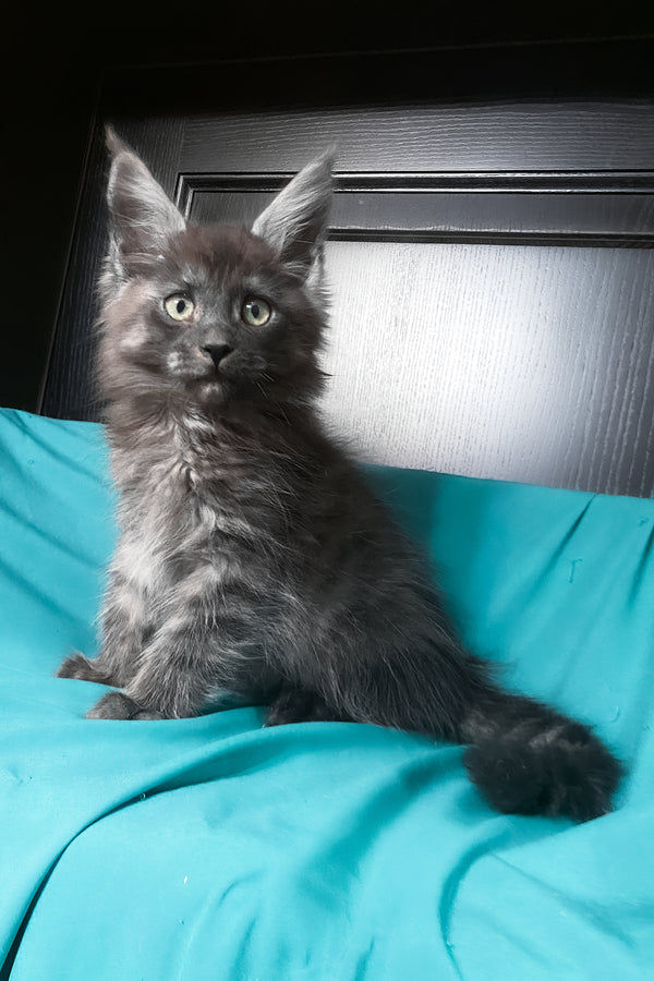 Vienna | Maine Coon Kitten