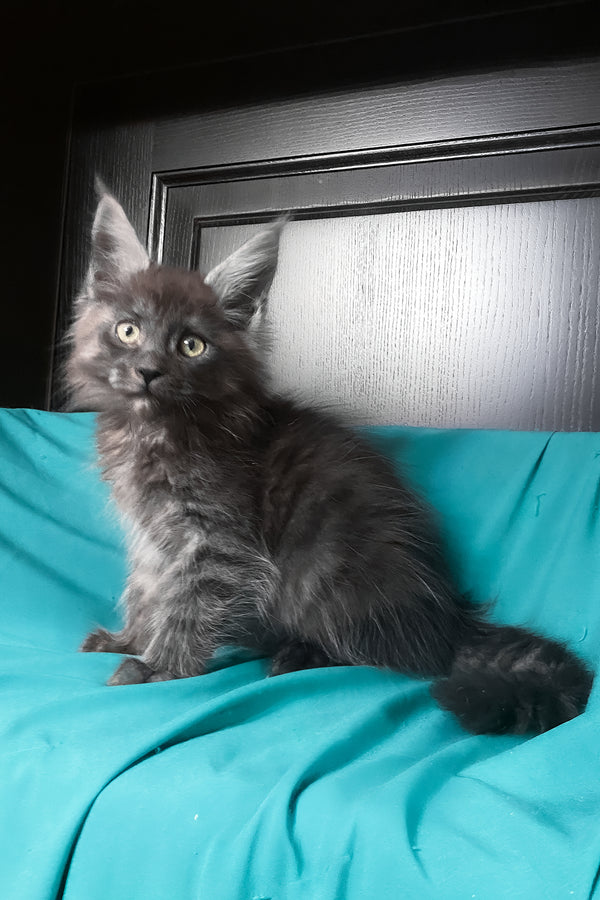 Vienna | Maine Coon Kitten