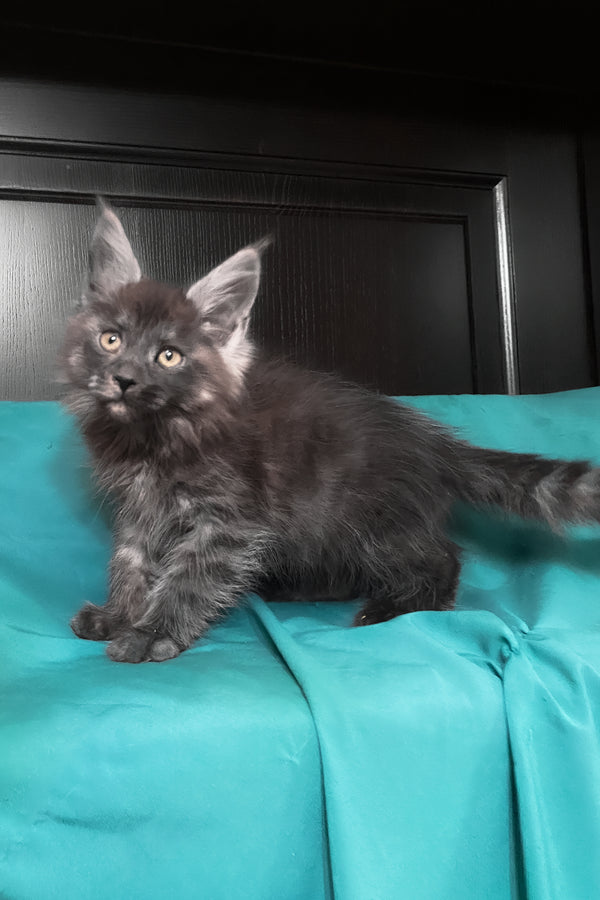 Vienna | Maine Coon Kitten