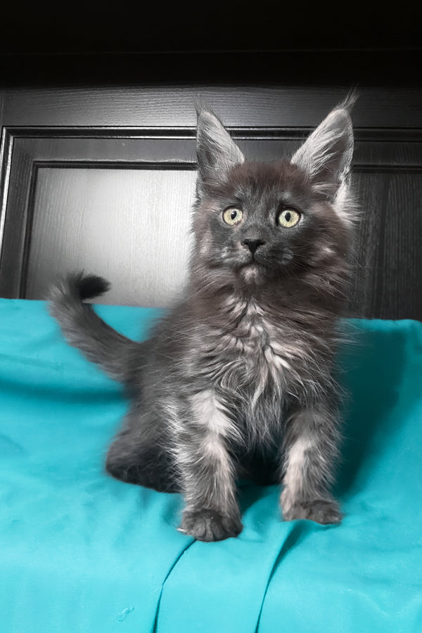 Vienna | Maine Coon Kitten