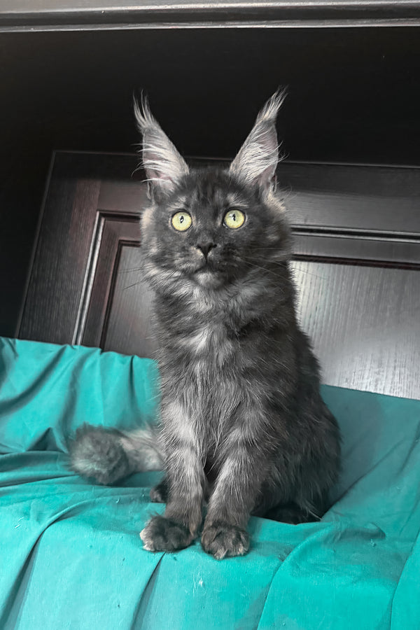 Vienna | Maine Coon Kitten