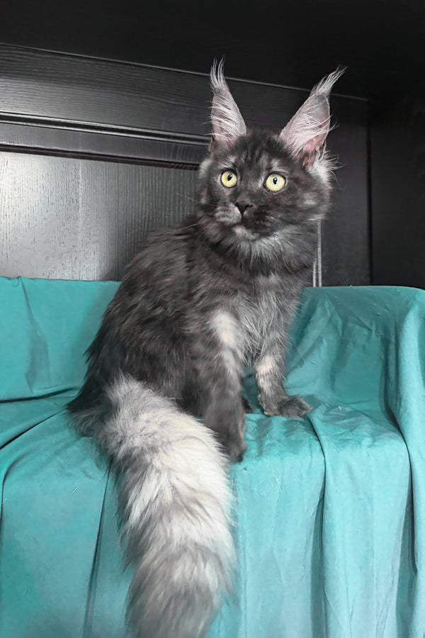 Vienna | Maine Coon Kitten