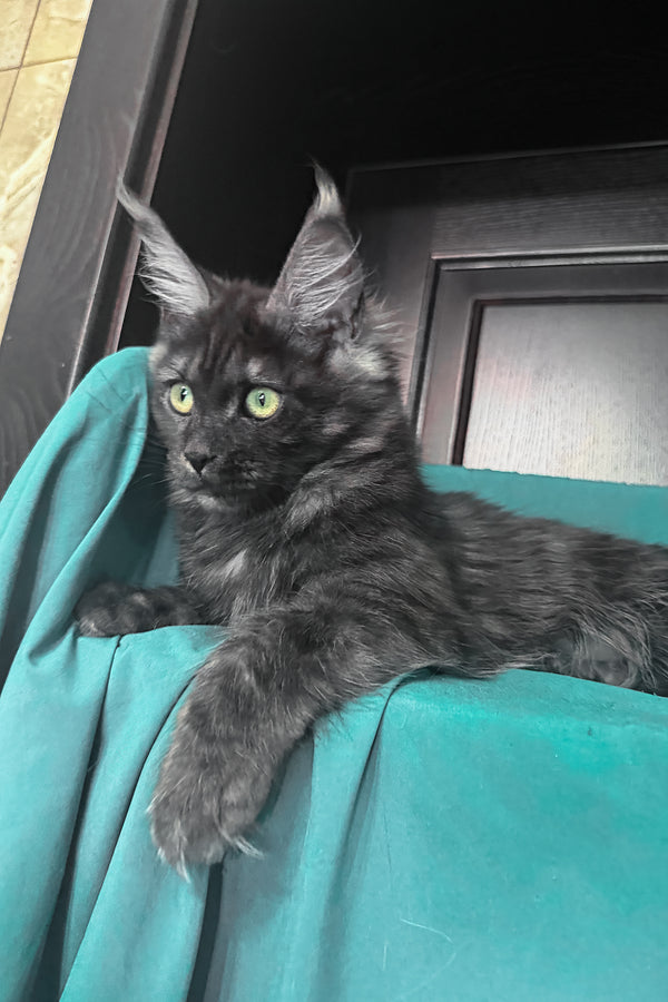 Vienna | Maine Coon Kitten