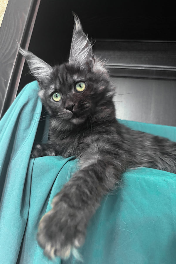 Vienna | Maine Coon Kitten