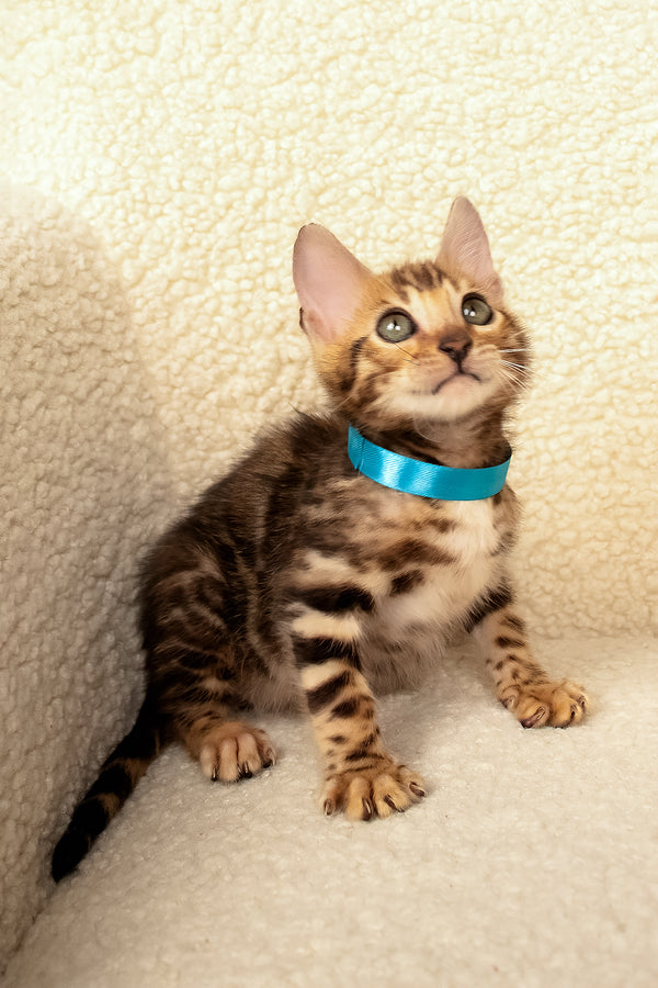 Viggo | Bengal Kitten