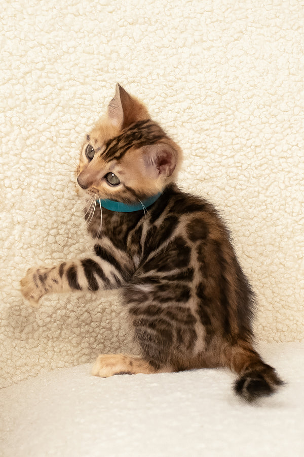 Viggo | Bengal Kitten