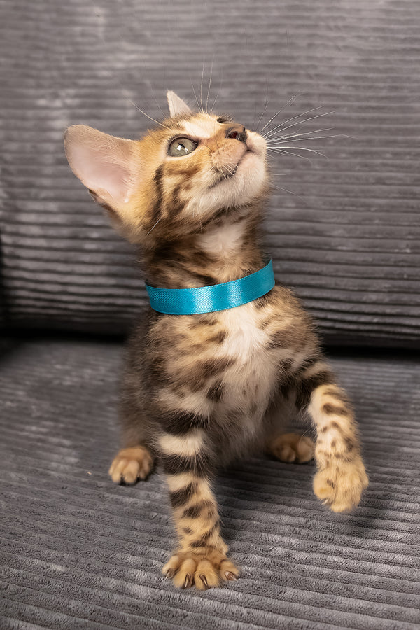 Viggo | Bengal Kitten
