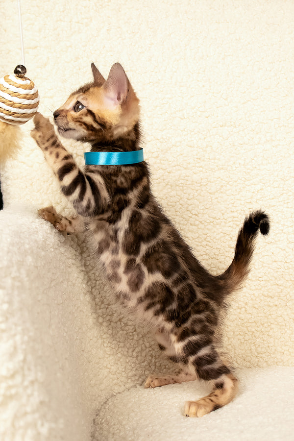 Viggo | Bengal Kitten