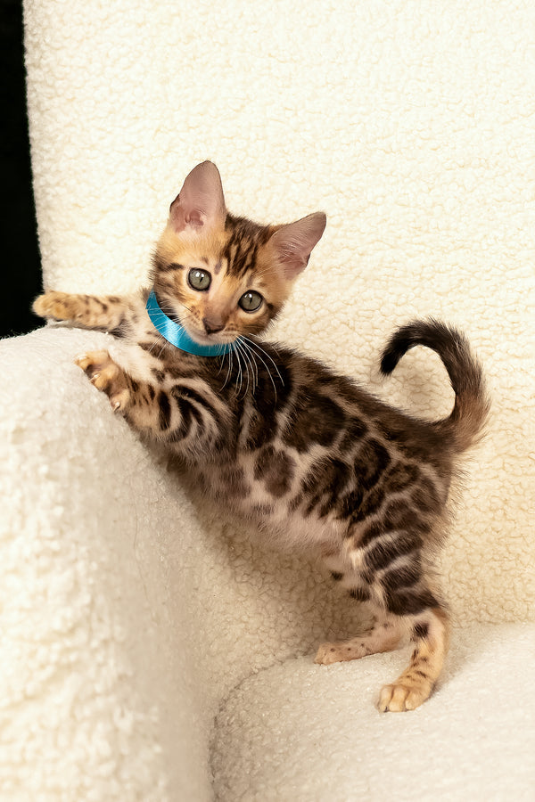 Viggo | Bengal Kitten
