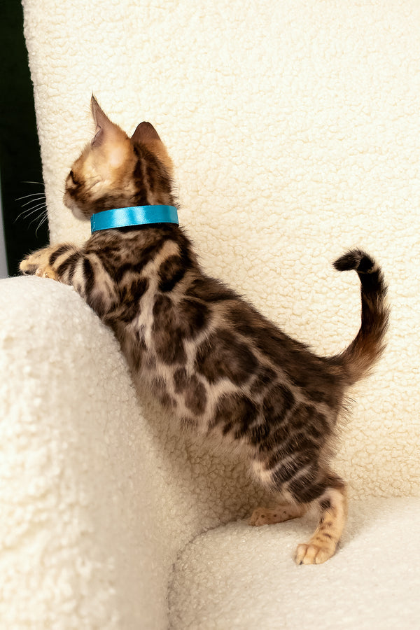 Viggo | Bengal Kitten
