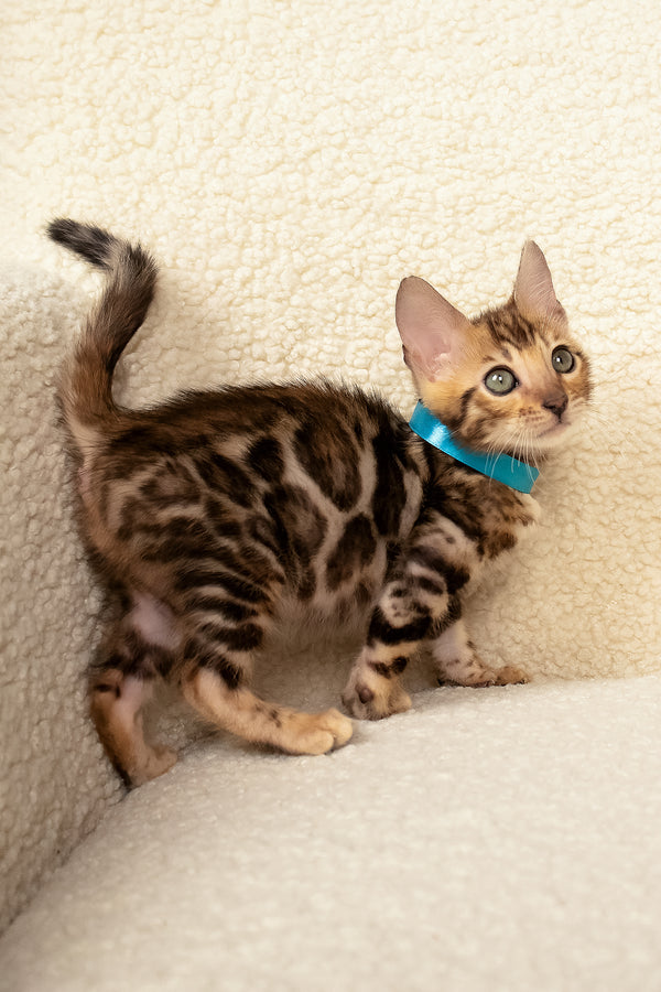 Viggo | Bengal Kitten