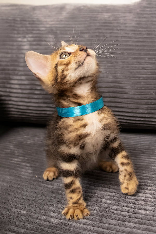 Viggo | Bengal Kitten