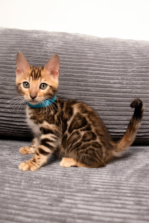 Viggo | Bengal Kitten