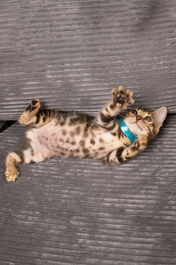 Viggo | Bengal Kitten