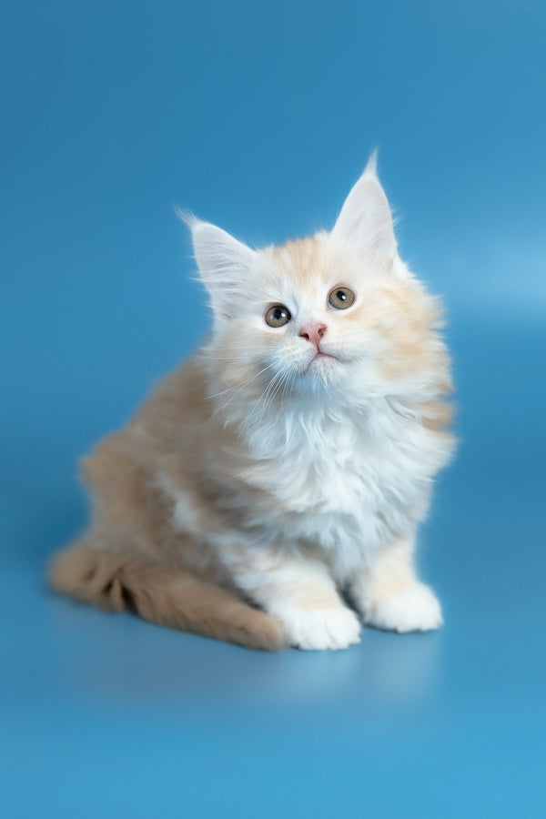 Vince | Maine Coon Kitten