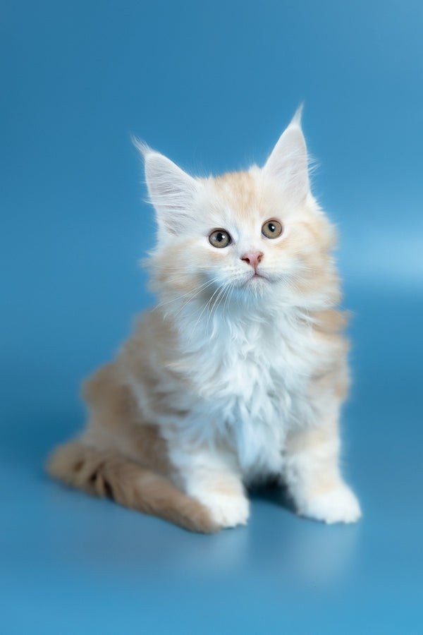 Vince | Maine Coon Kitten