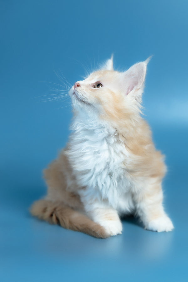 Vince | Maine Coon Kitten