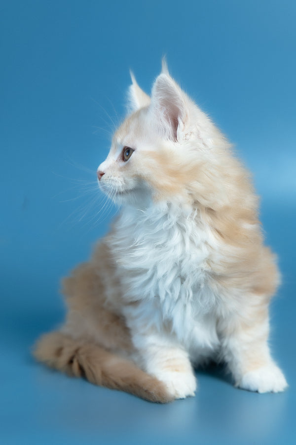Vince | Maine Coon Kitten