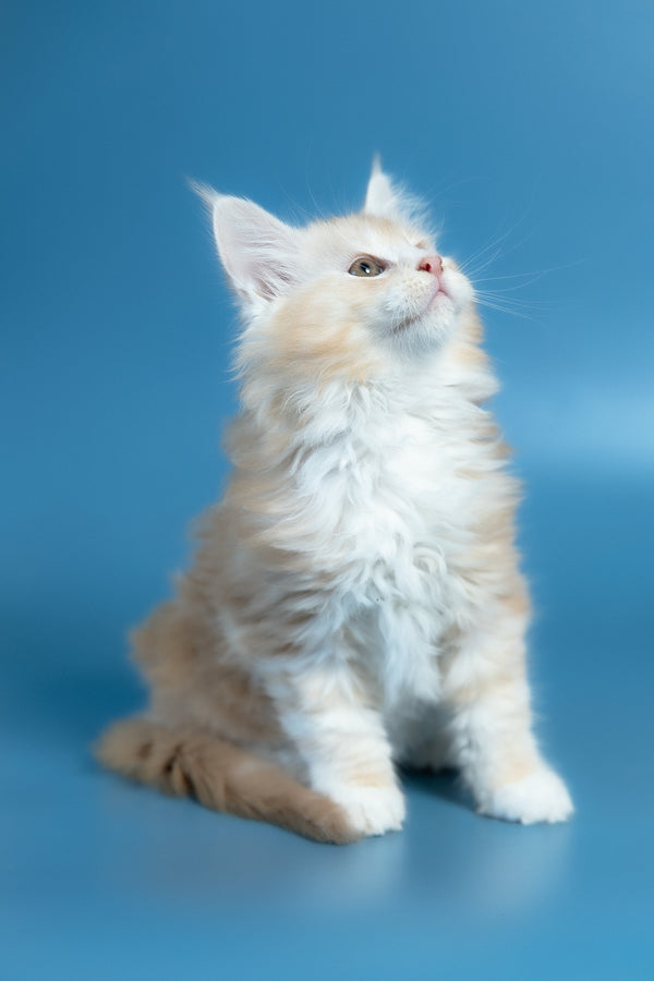 Vince | Maine Coon Kitten