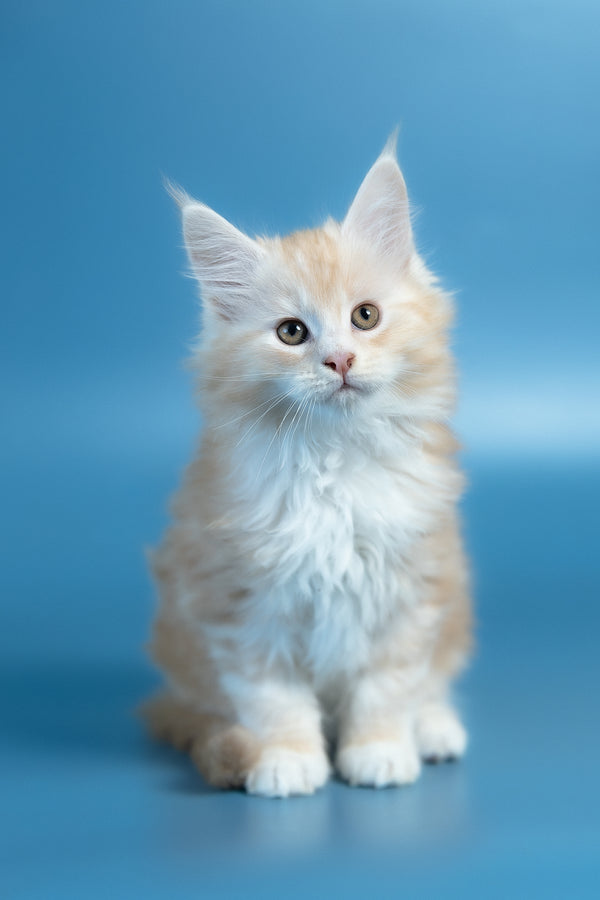 Vince | Maine Coon Kitten